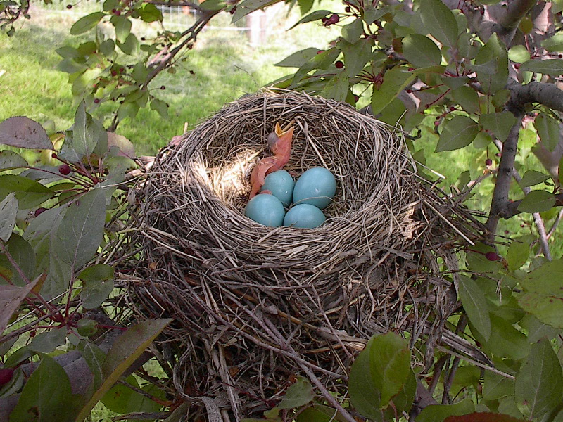 baby-robin-hatching-from-egg-1