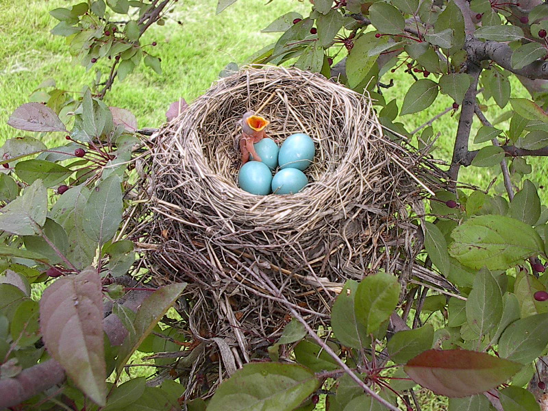 baby-robin-hatching-from-egg-3