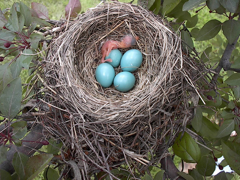 baby-robin-hatching-from-egg-5