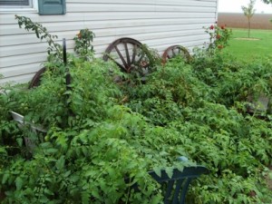 Earl Thelander's tomato plants